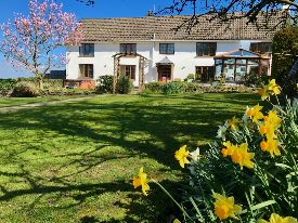 Springtime at South Farm Holiday Cottages. Daffodils are in full bloom in the sunny garden of a white farmhouse, with a pink flowering tree adding colour to the scene under a blue sky in the United Kingdom.