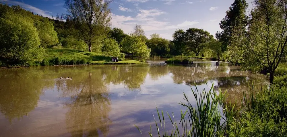 The scenic lower ram fishing lake at South Farm Fishery, bordered by lush green trees and various aquatic plants. Two people are fishing from the bank, and ducks swim on the calm water under a partly cloudy sky.