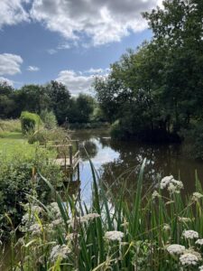 Home lake with it's accessibility wooden platform and wildflowers.