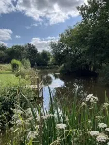 Home lake with it's accessibility wooden platform and wildflowers.