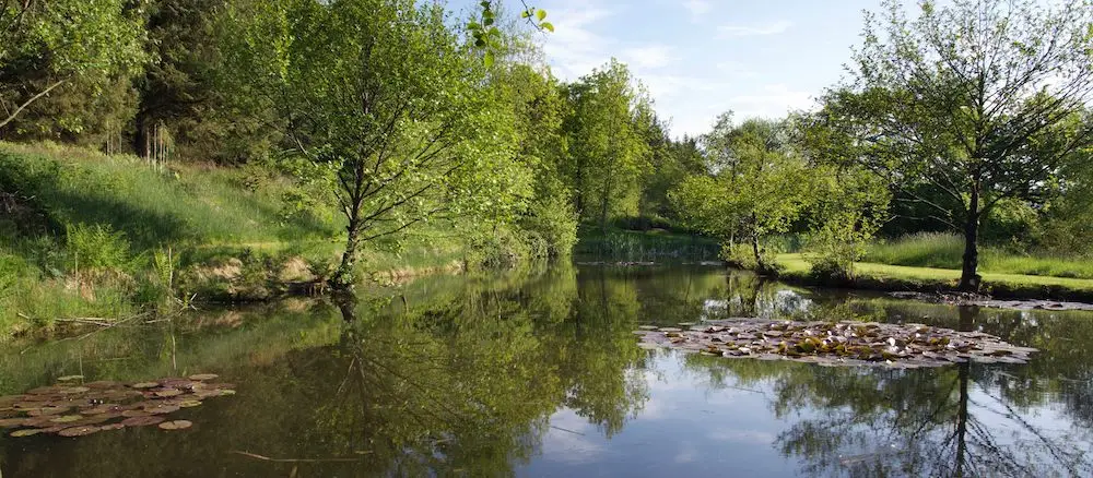 Peaceful upper ram lake at South Farm Fishery, showcasing several patches of water lilies with their distinctive round leaves floating on the still water.